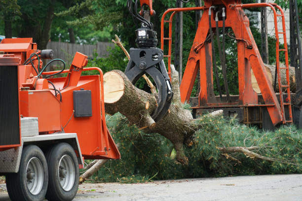 Best Tree Maintenance Programs  in West, TX