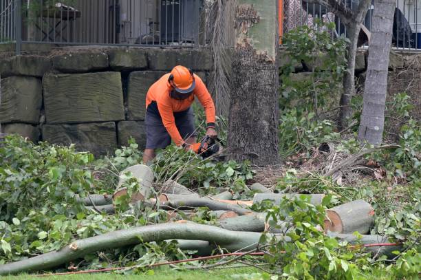 Best Tree Risk Assessment  in West, TX