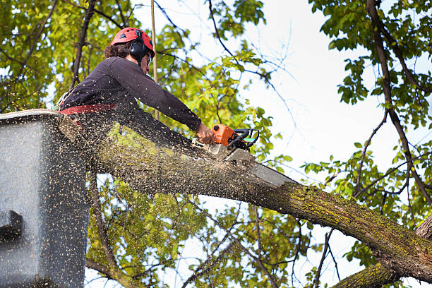 Best Tree Disease Treatment  in West, TX