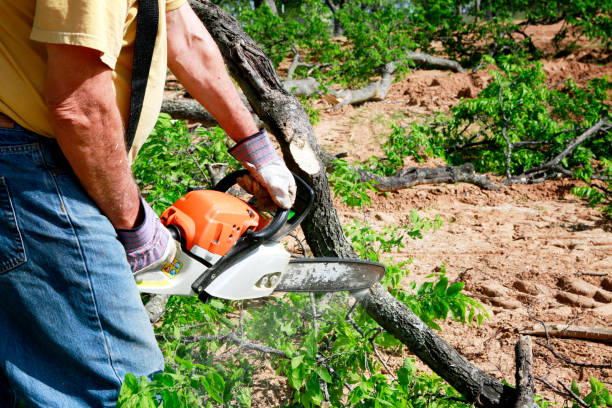 Best Lawn Dethatching  in West, TX